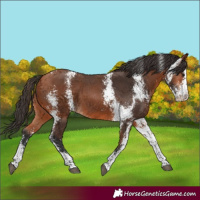 Horse Color:Bay Sabino
