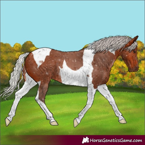 Horse Color:Silver Bay Tobiano 