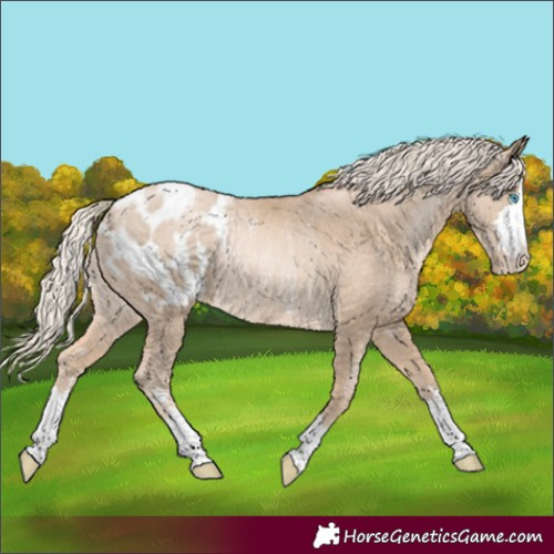 Horse Color:Chocolate Palomino Pearl Appaloosa Rabicano