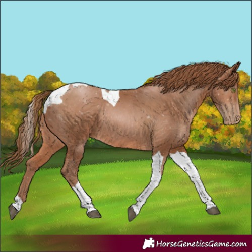 Horse Color:Brown Pearl Tobiano 