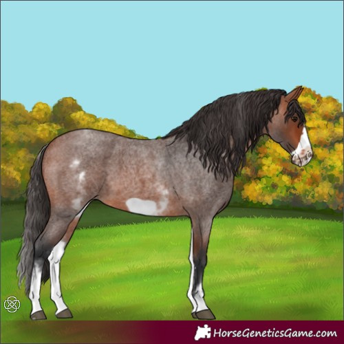 Horse Color:White Spotted Bay Roan Frame