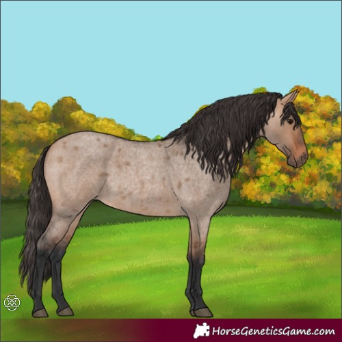 Horse Color:Bay Roan Dun 