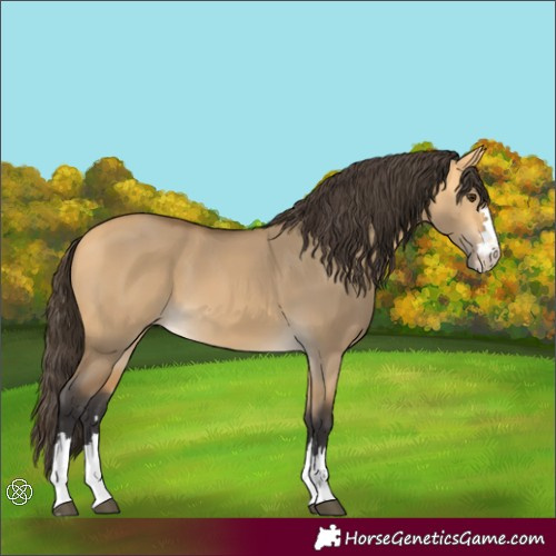 Horse Color:Buckskin Dun 
