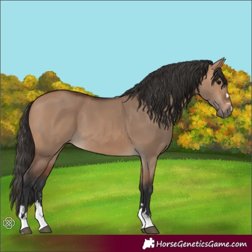 Horse Color:Bay Dun 