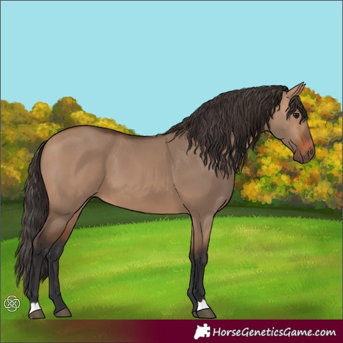 Horse Color:Bay Dun