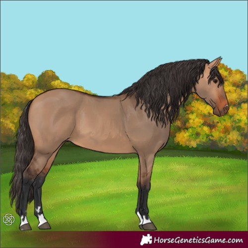 Horse Color:Bay Dun 