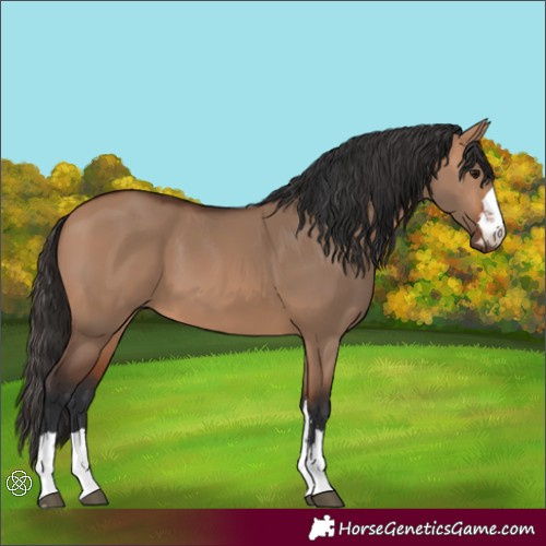 Horse Color:Bay Dun
