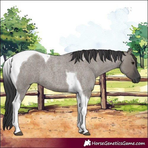 Horse Color:Grullo Roan Tobiano 