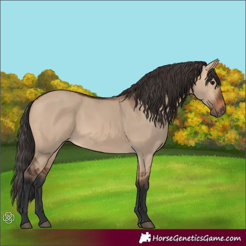 Horse Color:Bay Dun 