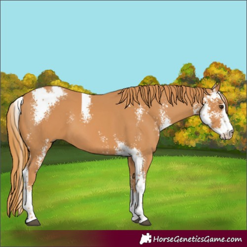 Horse Color:Chestnut Sabino 