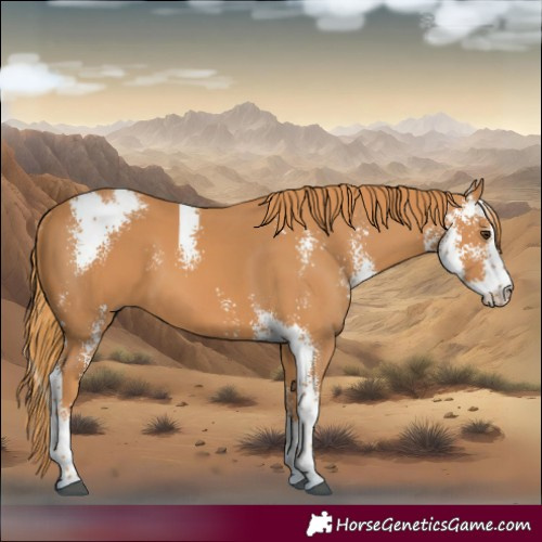 Horse Color:Chestnut Sabino 
