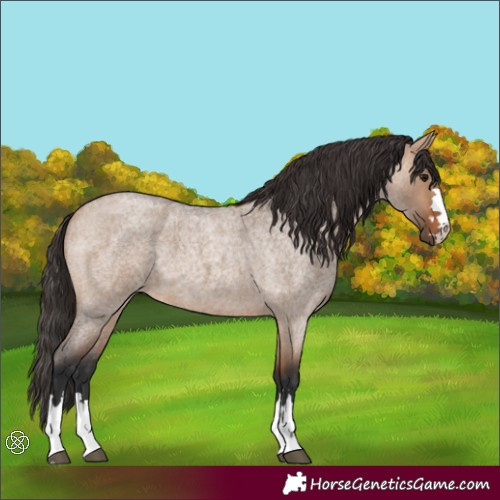 Horse Color:Bay Roan Dun
