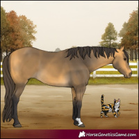 Horse Color:Buckskin 