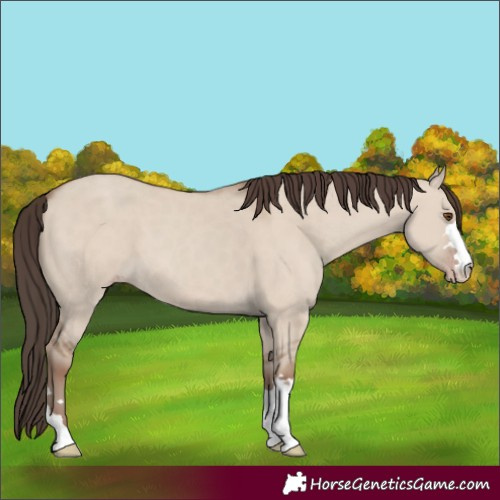 Horse Color:Classic Champagne Dun 