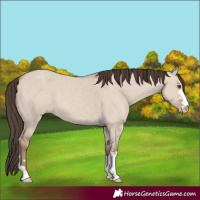 Horse Color:Classic Champagne Dun