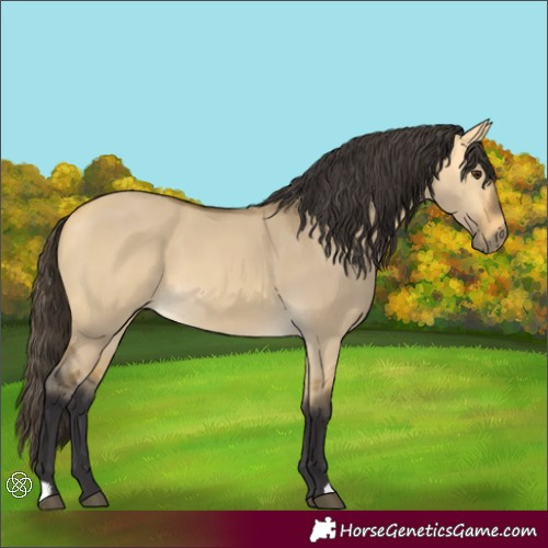 Horse Color:Buckskin Dun