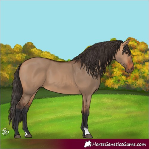 Horse Color:Bay Dun 