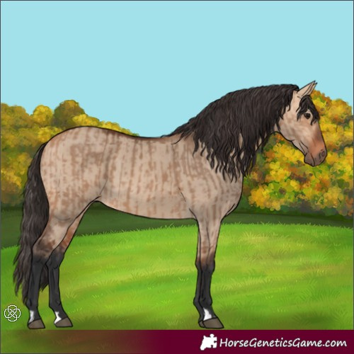 Horse Color:Bay Dun and Bay Dun