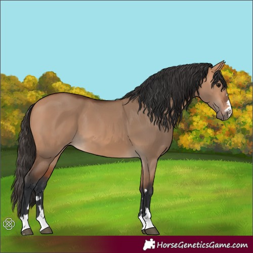 Horse Color:Bay Dun 