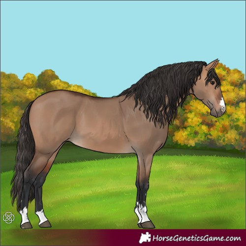 Horse Color:Bay Dun