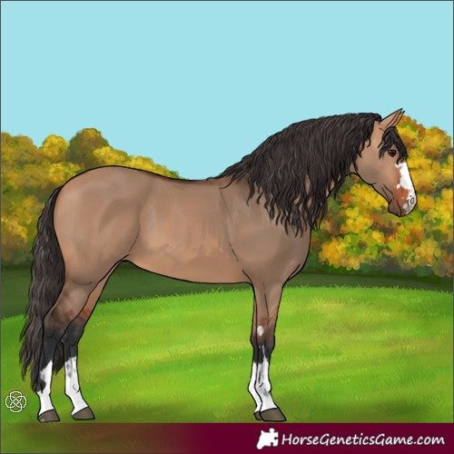 Horse Color:Bay Dun