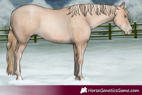 Horse Color:Gold Champagne Pearl Rabicano and Gold Champagne Pearl Rabicano