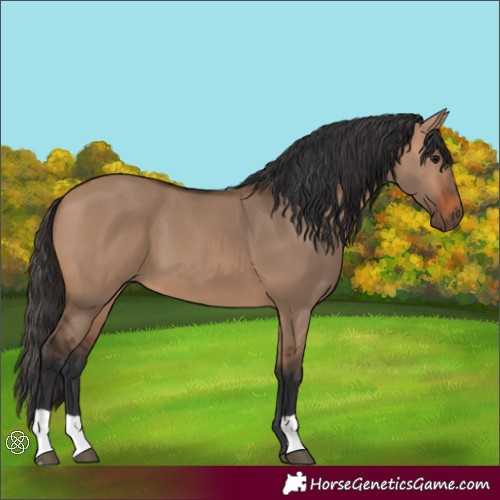 Horse Color:Bay Dun 