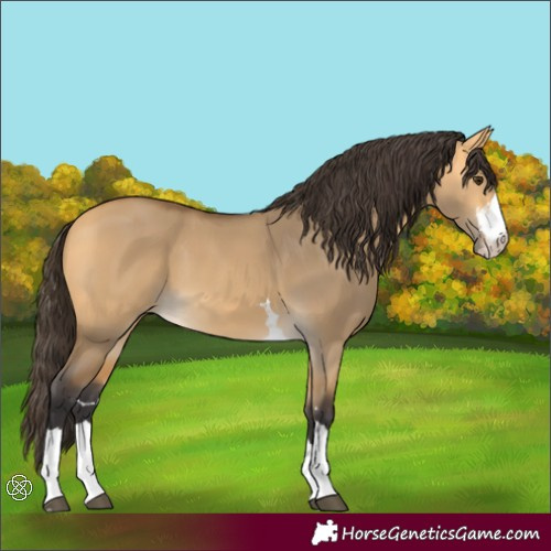 Horse Color:Buckskin Dun