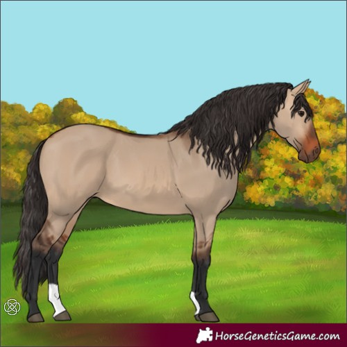Horse Color:Bay Dun 