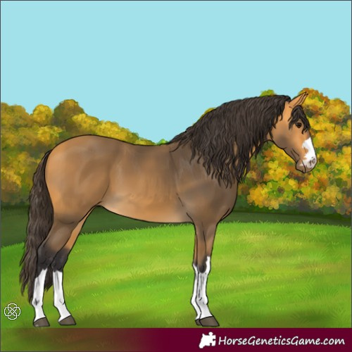 Horse Color:Buckskin 