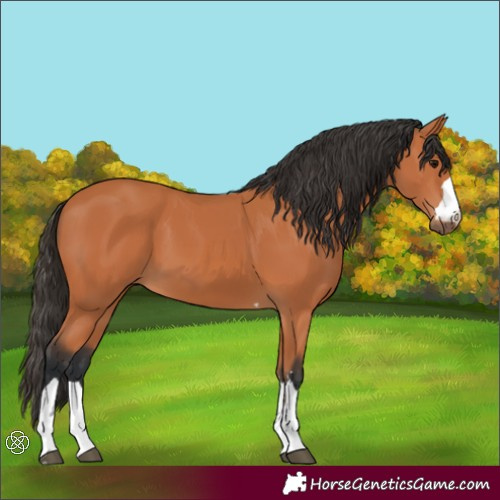 Horse Color:Bay 