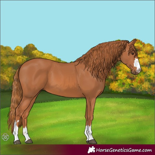 Horse Color:Chestnut 