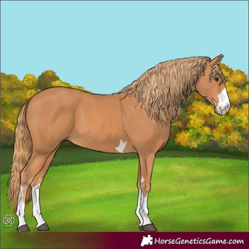 Horse Color:Chestnut 