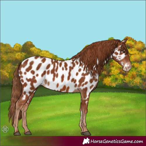 Horse Color:Chestnut Appaloosa