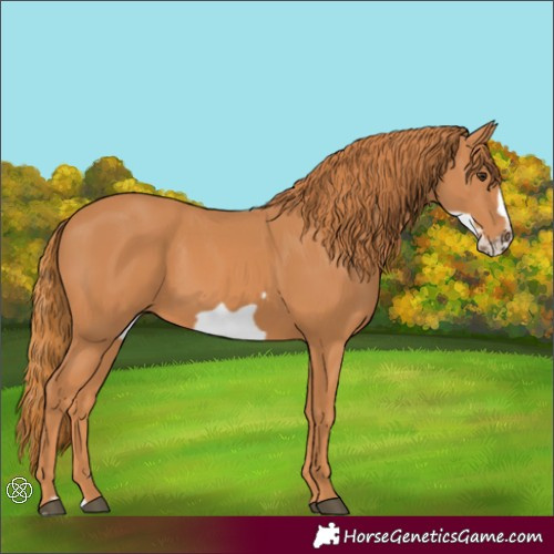 Horse Color:Chestnut Frame 