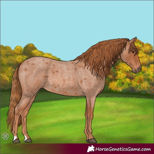Horse Color:Red Roan