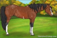 Horse Color:White Spotted Bay 