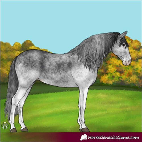 Horse Color:White Spotted Black 
