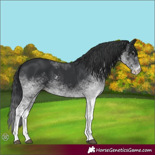 Horse Color:White Spotted Black 