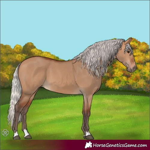 Horse Color:Silver Bay Dun 