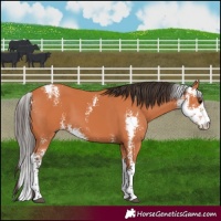 Horse Color:Bay Sabino 