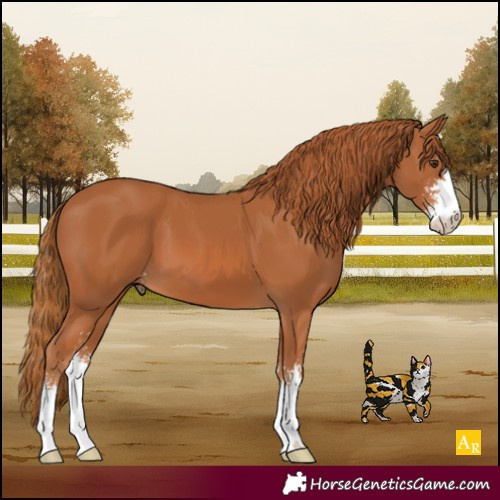 Horse Color:Chestnut Sabino 