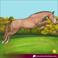 Horse Color:Gold Champagne Splash 