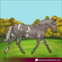 Horse Color:White Spotted Silver Grullo Rabicano