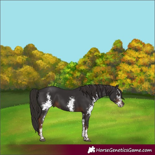 Horse Color:Liver Chestnut Sabino