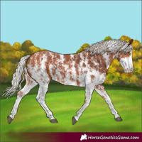 Horse Color:Silver Bay Sabino Rabicano