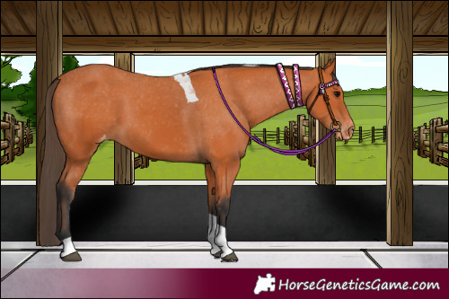 Horse Color:Bay Tobiano Appaloosa
