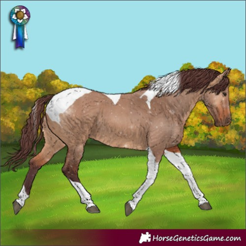 Horse Color:Chocolate Bay Dun Tobiano