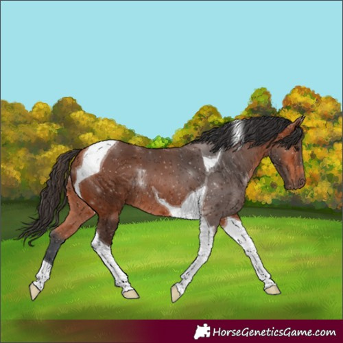 Horse Color:Bay Tobiano