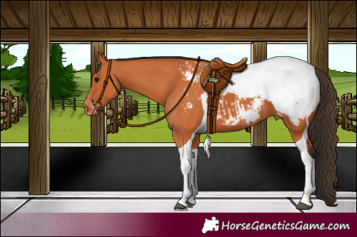 Horse Color:Bay Tobiano Appaloosa